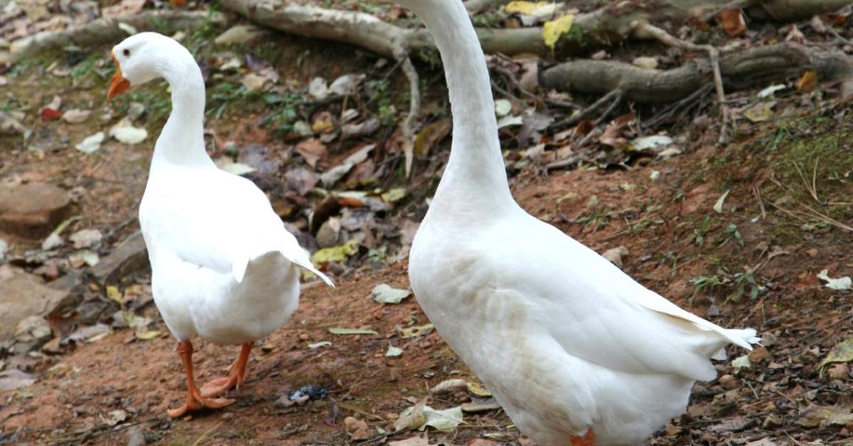 Engaging shot of the Chinese Geese, recognized in Indonesia as Angsa Cina.