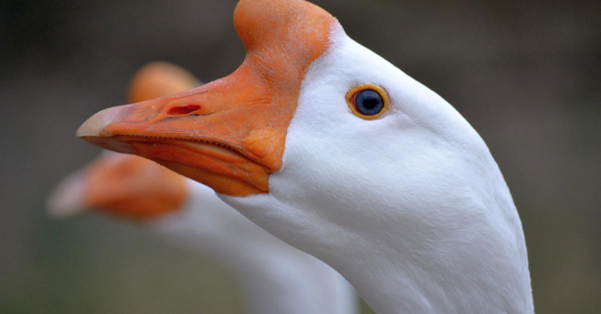 A look at the Chinese Geese, also recognized as Angsa Cina in Indonesian culture.