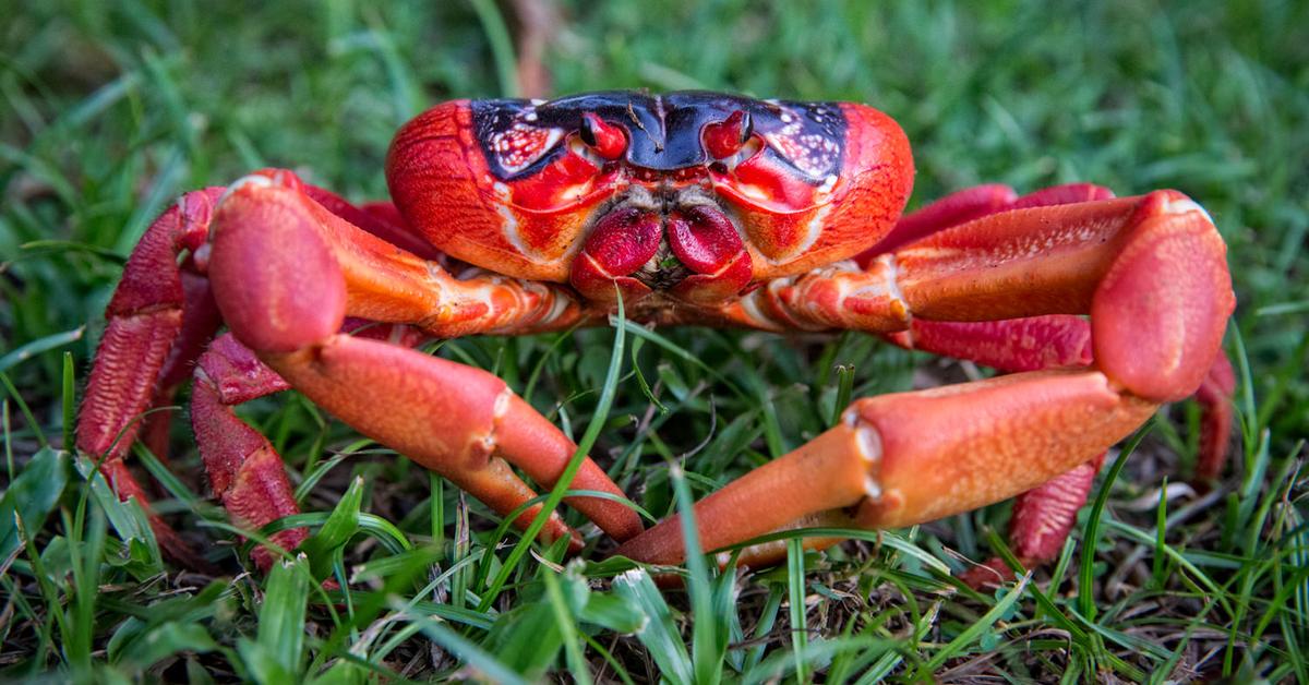 The Christmas Island Red Crab, an example of Gecarcoidea natalis, in its natural environment.