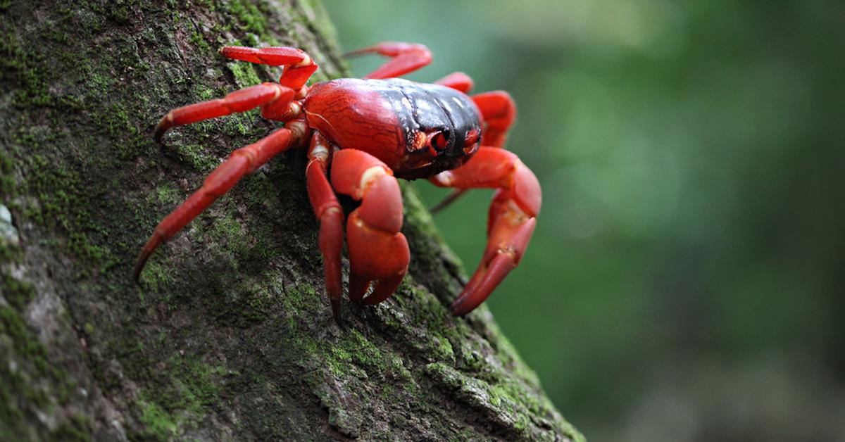 Visual of Christmas Island Red Crab, or Kepiting Merah Pulau Natal in Indonesian, showcasing its beauty.