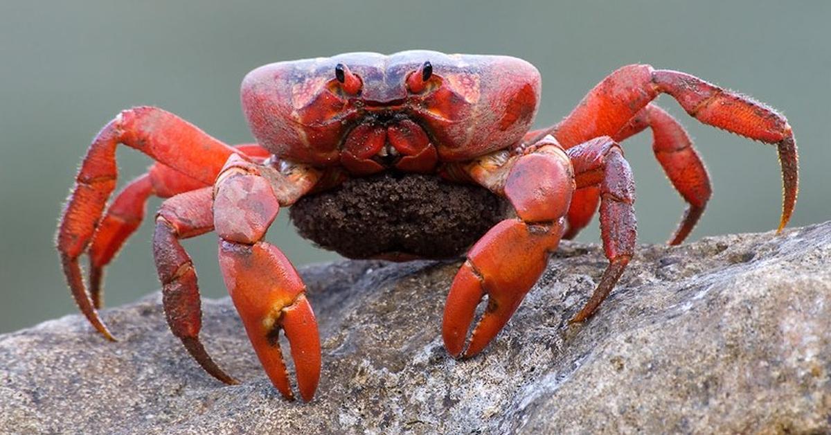 Splendid image of the Christmas Island Red Crab, with the scientific name Gecarcoidea natalis.