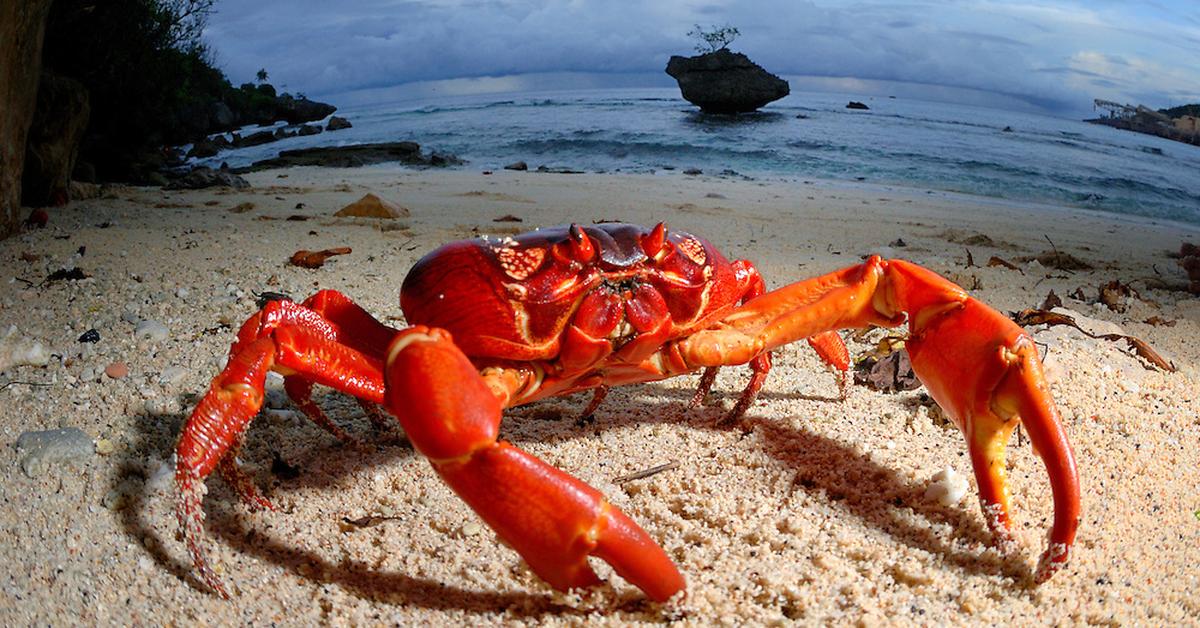 Vibrant snapshot of the Christmas Island Red Crab, commonly referred to as Kepiting Merah Pulau Natal in Indonesia.