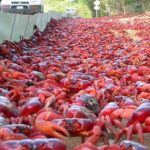 The elegant Christmas Island Red Crab (Gecarcoidea natalis), a marvel of nature.