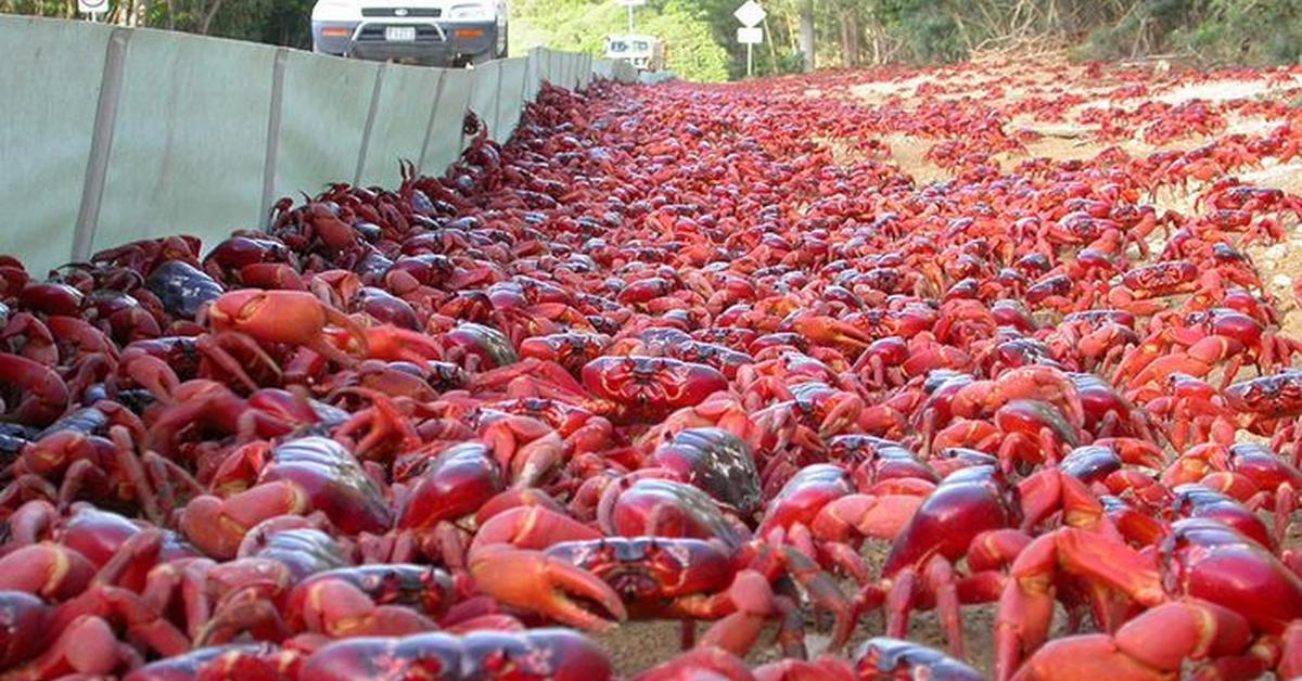 The elegant Christmas Island Red Crab (Gecarcoidea natalis), a marvel of nature.