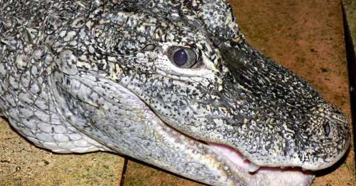 Glimpse of the Chinese Alligator, known in the scientific community as Alligator sinensis.