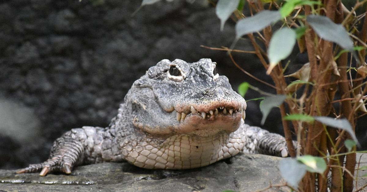 Charming view of the Chinese Alligator, in Indonesia referred to as Buaya Cina.