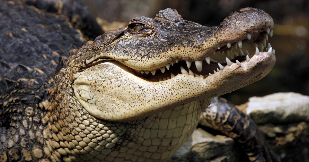 Image of the Chinese Alligator (Alligator sinensis), popular in Indonesia as Buaya Cina.