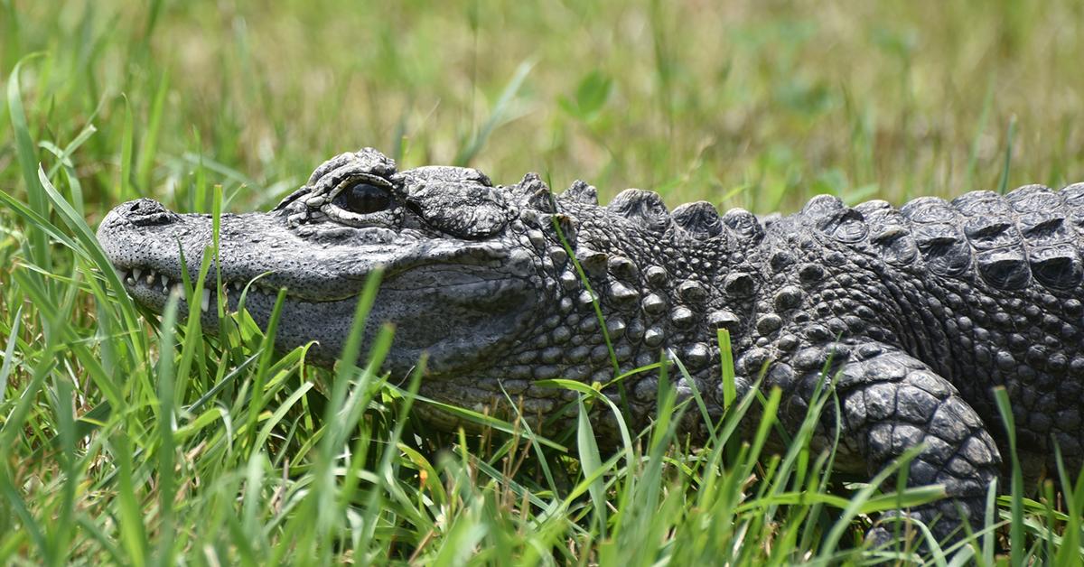 Elegant portrayal of the Chinese Alligator, also known as Alligator sinensis.