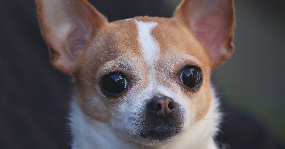 The majestic Chiweenie, also called Anjing Chiweenie in Indonesia, in its glory.