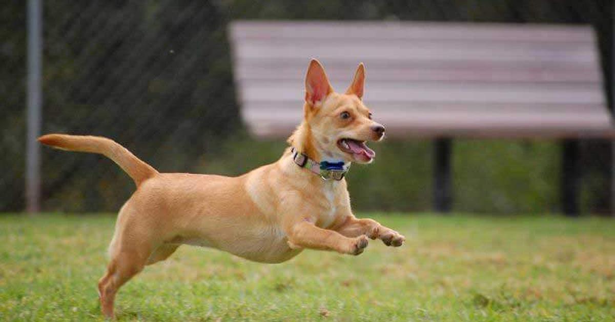 Elegant portrayal of the Chiweenie, also known as Canis lupus.