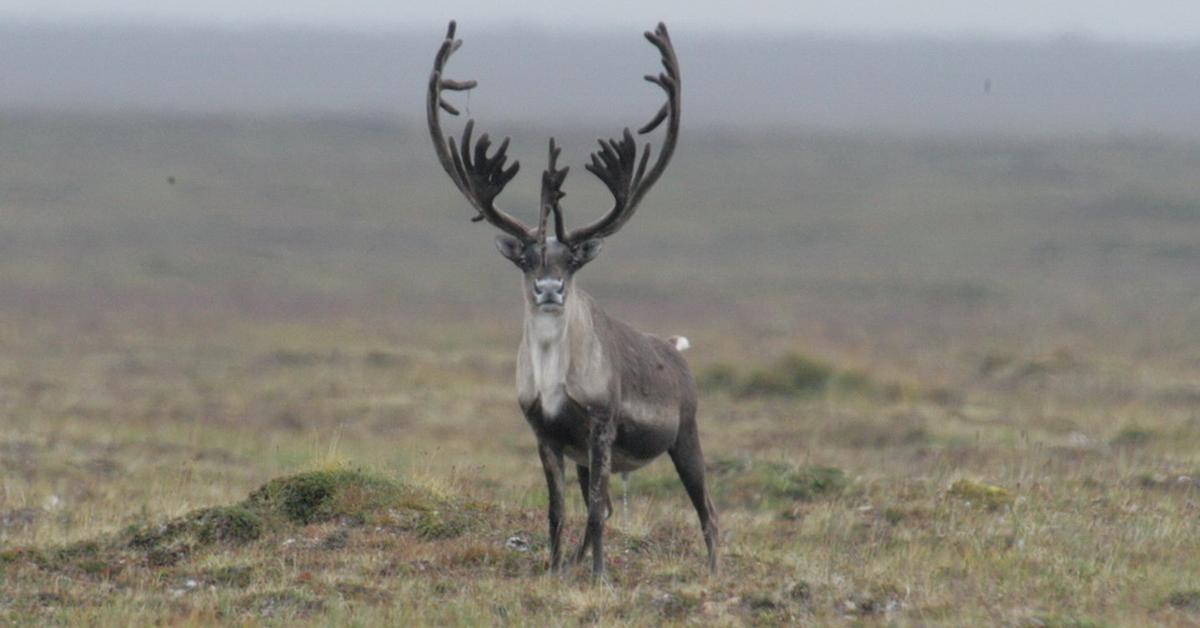 Stunning depiction of Caribou, also referred to as Rangifer tarandus.