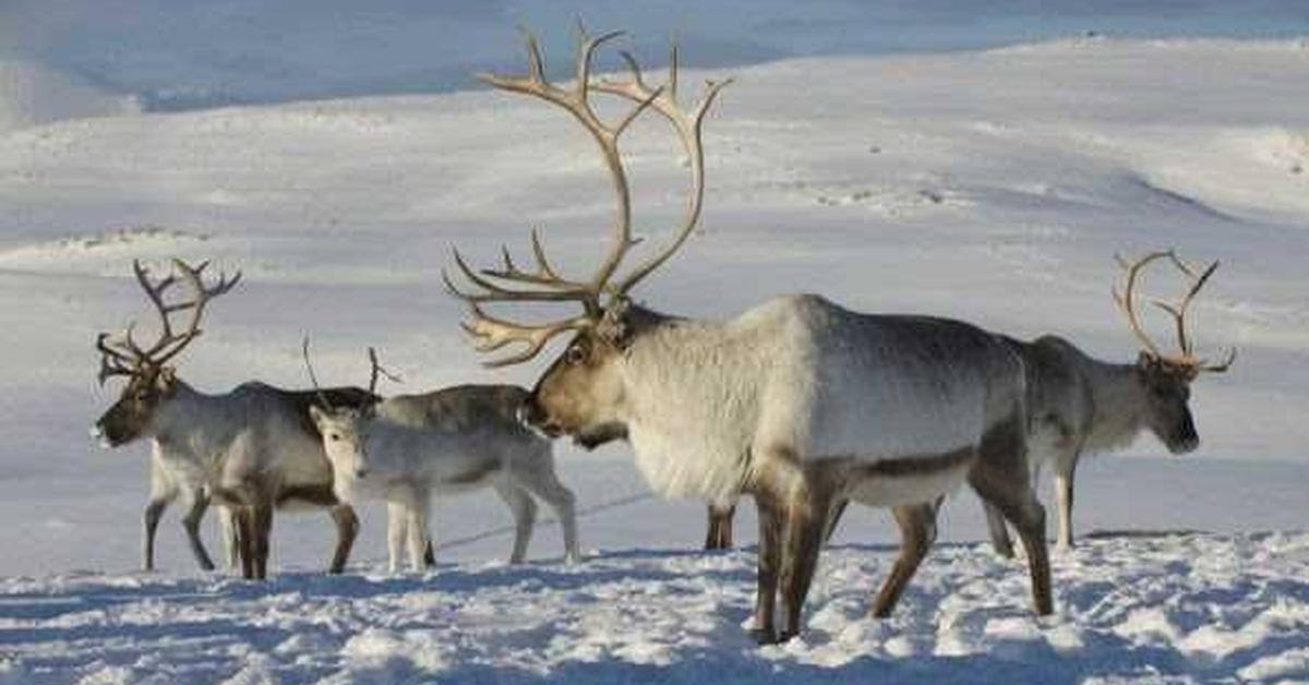 Captured moment of the Caribou, in Indonesia known as Rusa Kutub.