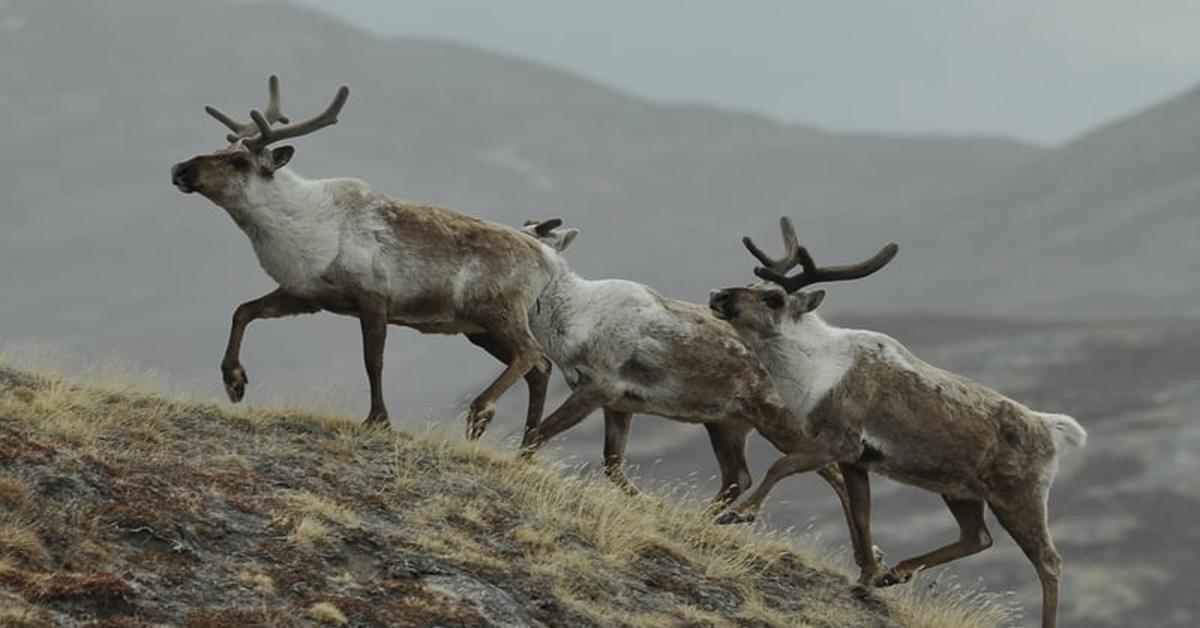 Stunning depiction of Caribou, also referred to as Rangifer tarandus.