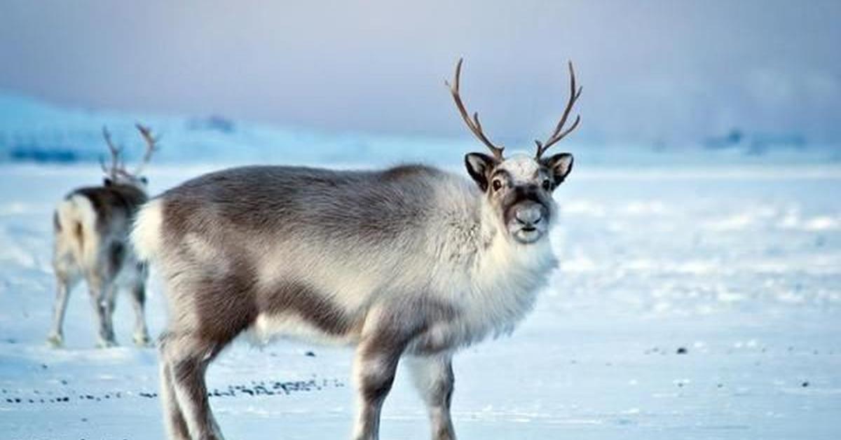 Captivating presence of the Caribou, a species called Rangifer tarandus.