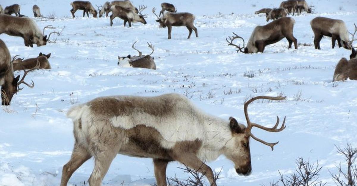 The majestic Caribou, also called Rusa Kutub in Indonesia, in its glory.