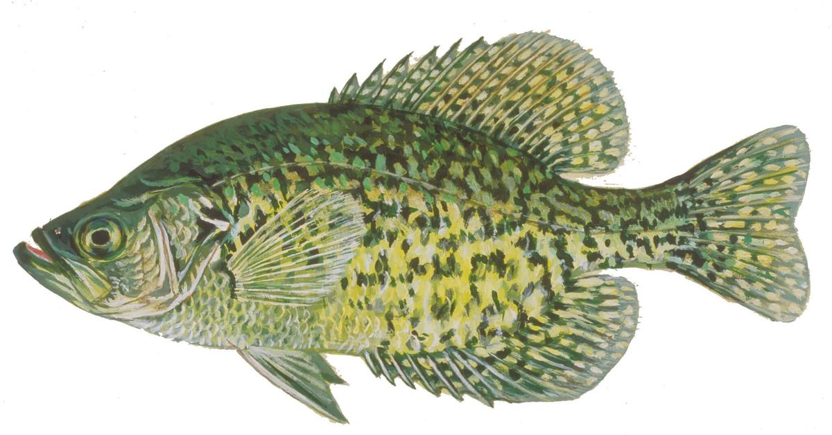 Image of the Crappie Fish (Pomoxis), popular in Indonesia as Ikan Crappie.