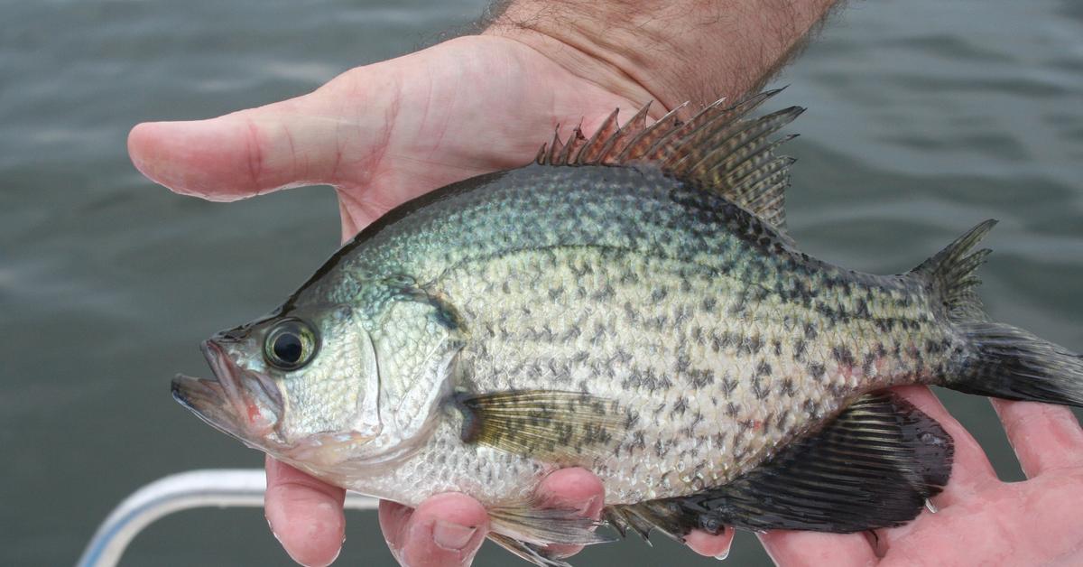 The alluring Crappie Fish, commonly referred to as Ikan Crappie in Bahasa Indonesia.