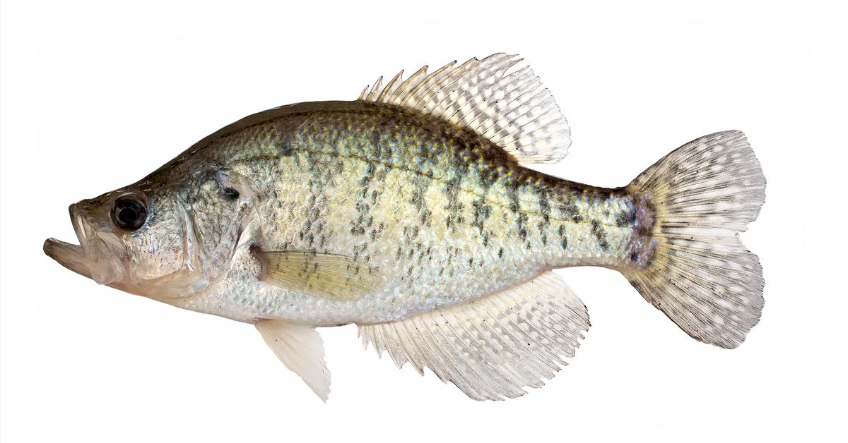 The Crappie Fish, a beautiful species also known as Ikan Crappie in Bahasa Indonesia.