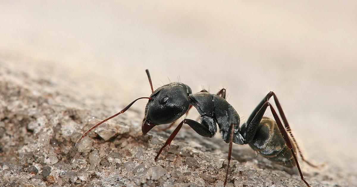 Exquisite image of Carpenter Ant, in Indonesia known as Semut Tukang Kayu.