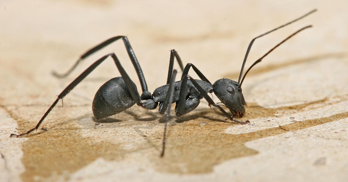 Captured elegance of the Carpenter Ant, known in Indonesia as Semut Tukang Kayu.