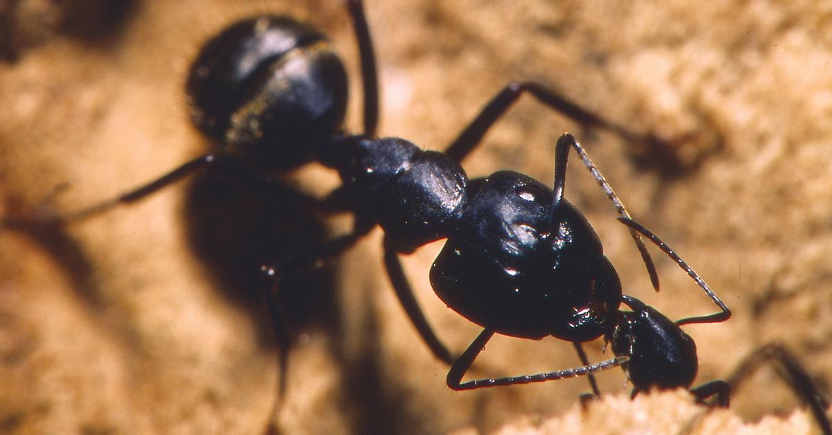 The majestic Carpenter Ant, also called Semut Tukang Kayu in Indonesia, in its glory.