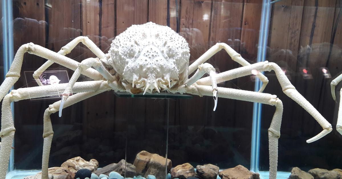 Exquisite image of Crab Spider, in Indonesia known as Laba-laba Kepiting.