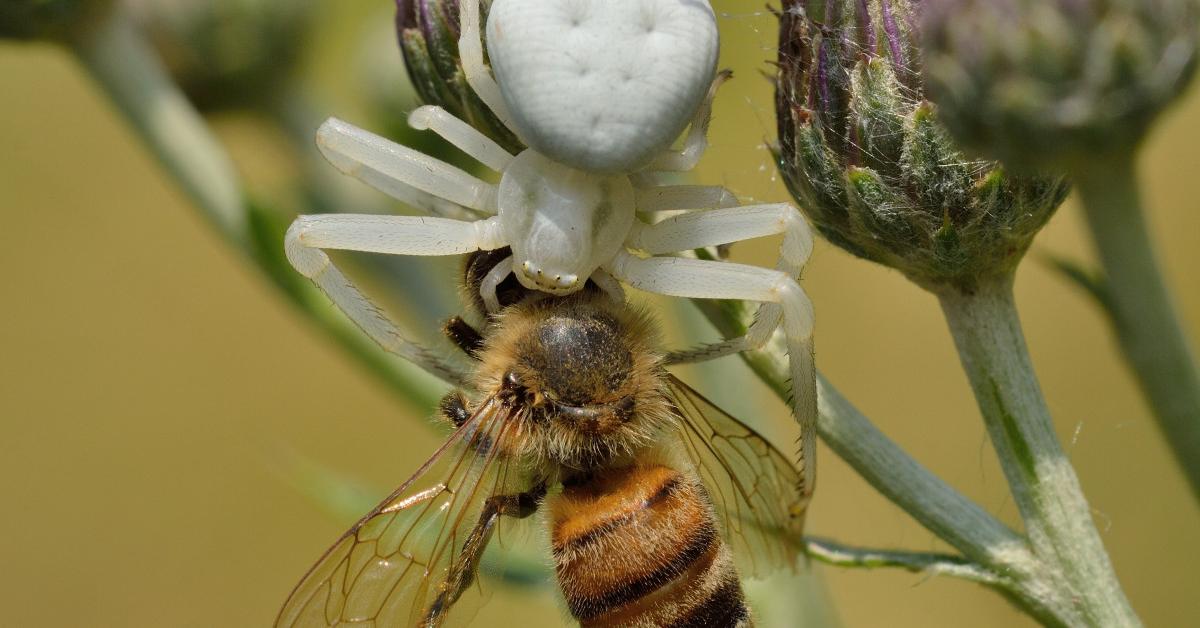 Detailed shot of the Crab Spider, or Thomisidae, in its natural setting.