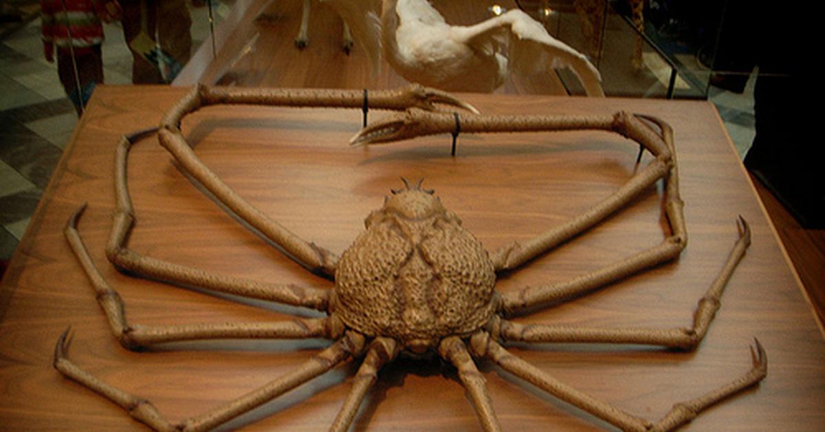 Insightful look at the Crab Spider, known to Indonesians as Laba-laba Kepiting.