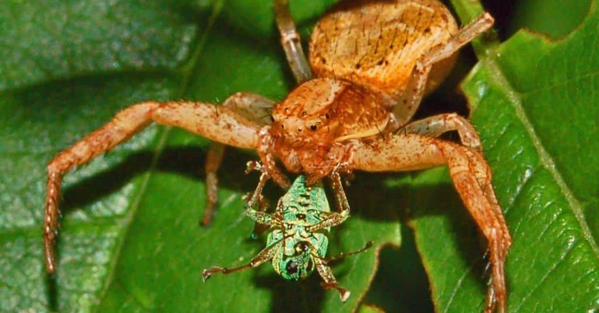 Splendid image of the Crab Spider, with the scientific name Thomisidae.