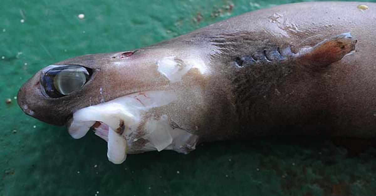 Charming view of the Cookiecutter Shark, in Indonesia referred to as Hiu Cookiecutter.