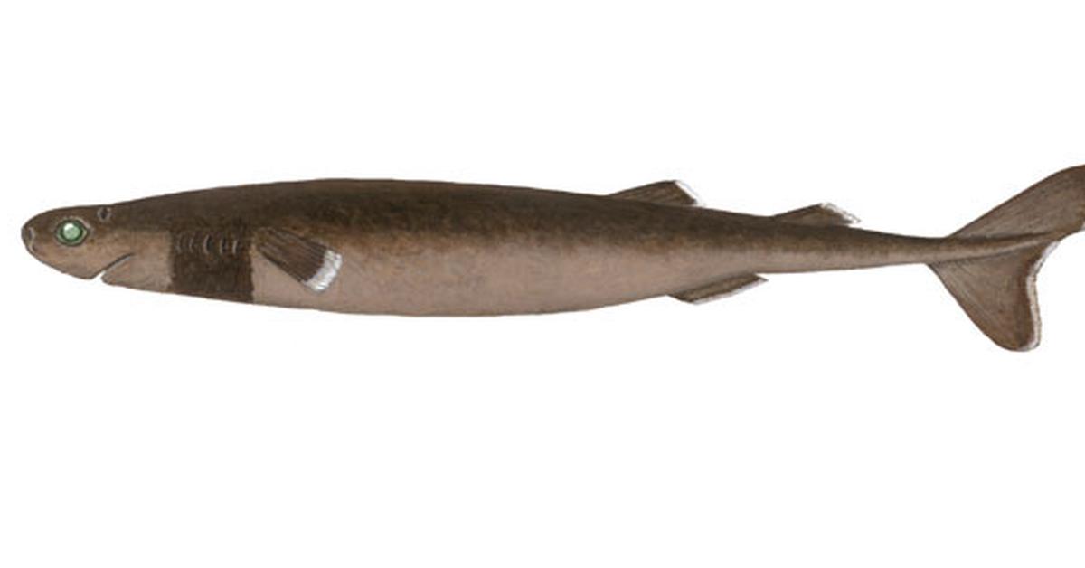 Photograph of the unique Cookiecutter Shark, known scientifically as Isistius.