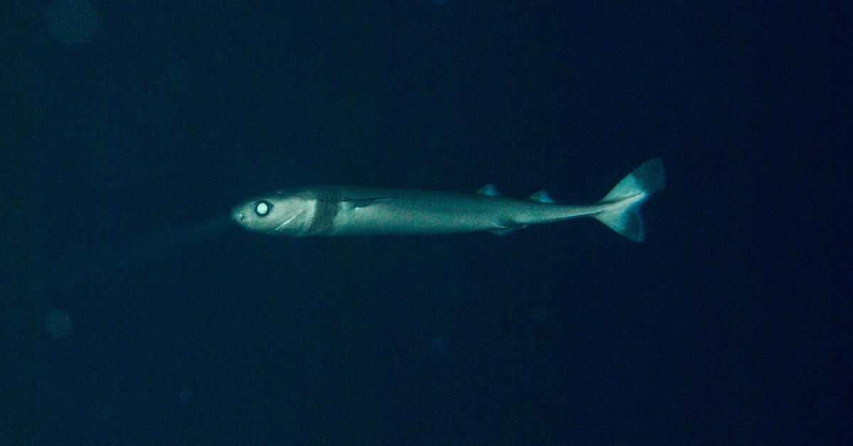 Captivating shot of the Cookiecutter Shark, or Hiu Cookiecutter in Bahasa Indonesia.