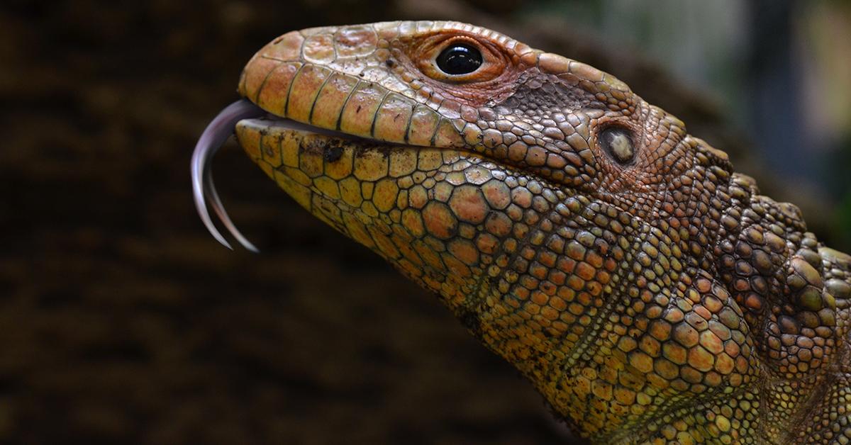 The majestic Caiman Lizard, also called Kadal Caiman in Indonesia, in its glory.