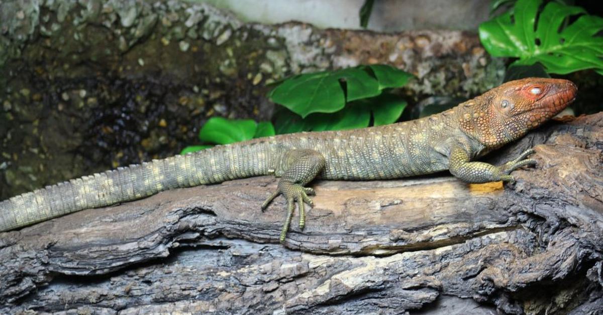 The majestic Caiman Lizard, also called Kadal Caiman in Indonesia, in its glory.