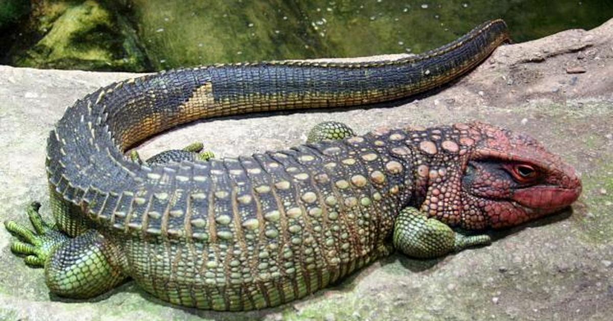 A beautiful representation of the Caiman Lizard, scientifically Dracaena guianensis.