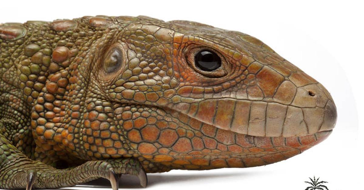 Graceful Caiman Lizard, a creature with the scientific name Dracaena guianensis.