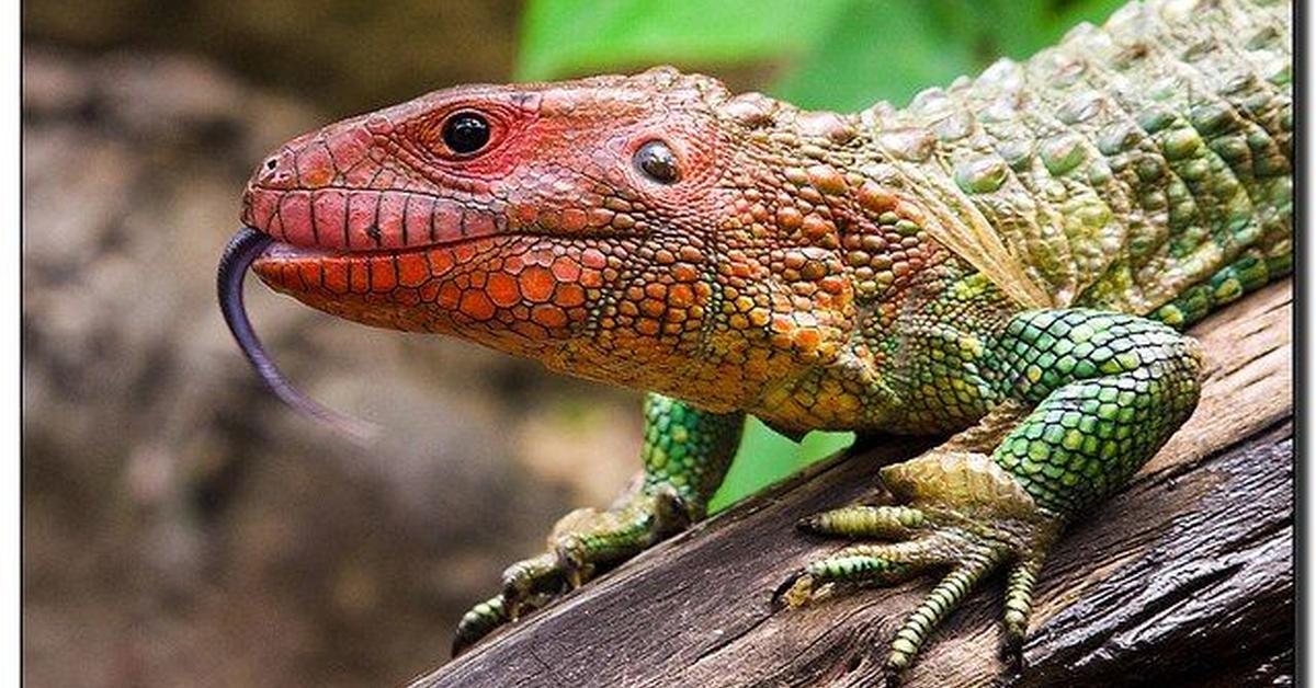 Elegant portrayal of the Caiman Lizard, also known as Dracaena guianensis.