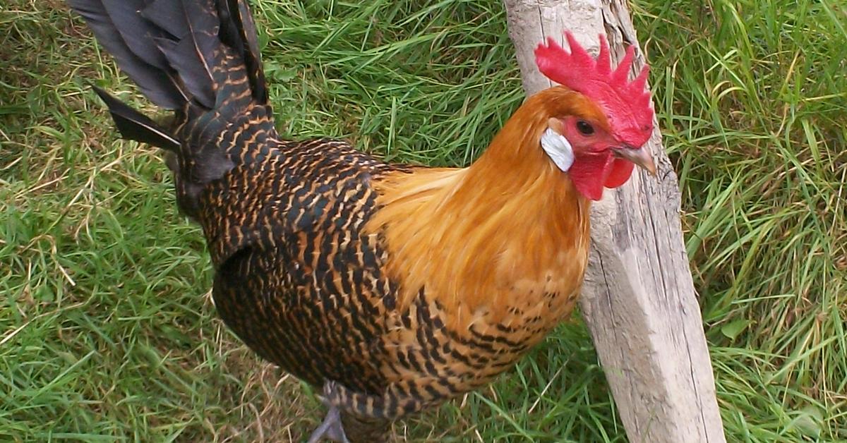 The fascinating Campine Chicken, scientifically known as Gallus gallus domesticus.