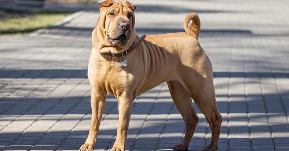 Insightful look at the Chinese Shar-Pei, known to Indonesians as Shar-Pei Tiongkok.