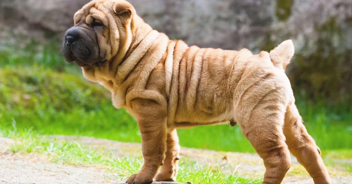 The remarkable Chinese Shar-Pei (Canis lupus), a sight to behold.