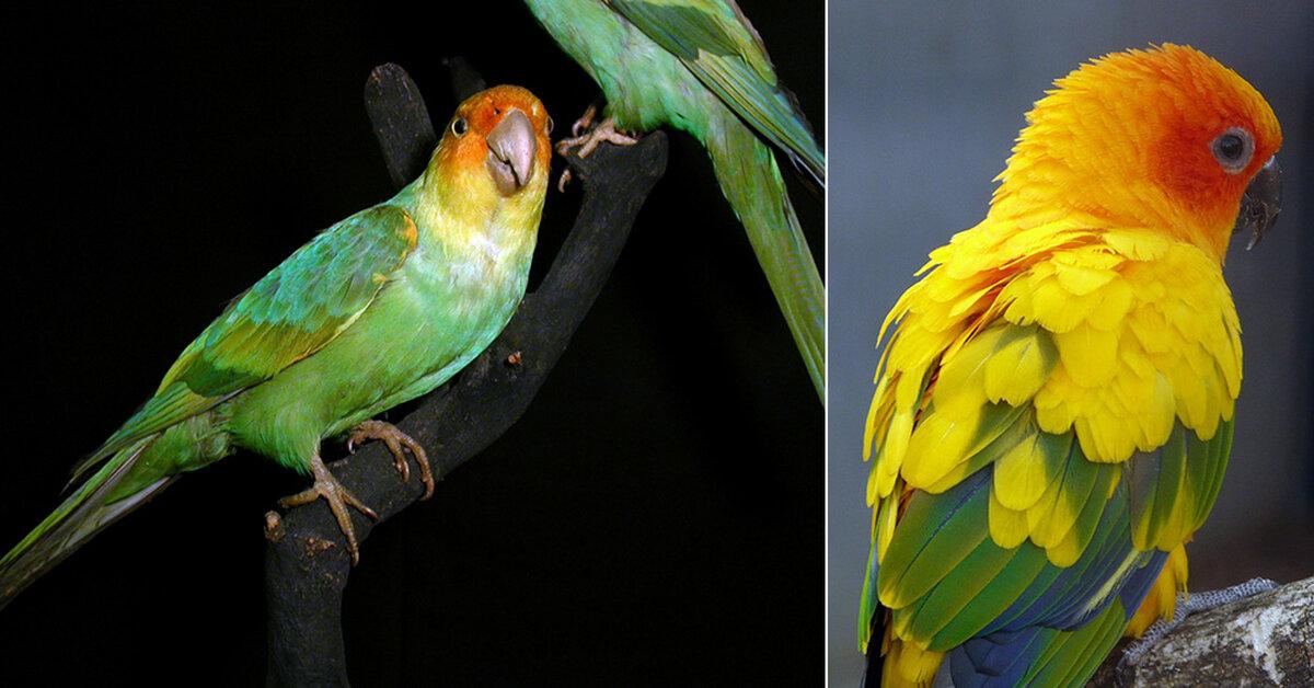 Elegant Carolina Parakeet in its natural habitat, called Nuri Carolina in Indonesia.