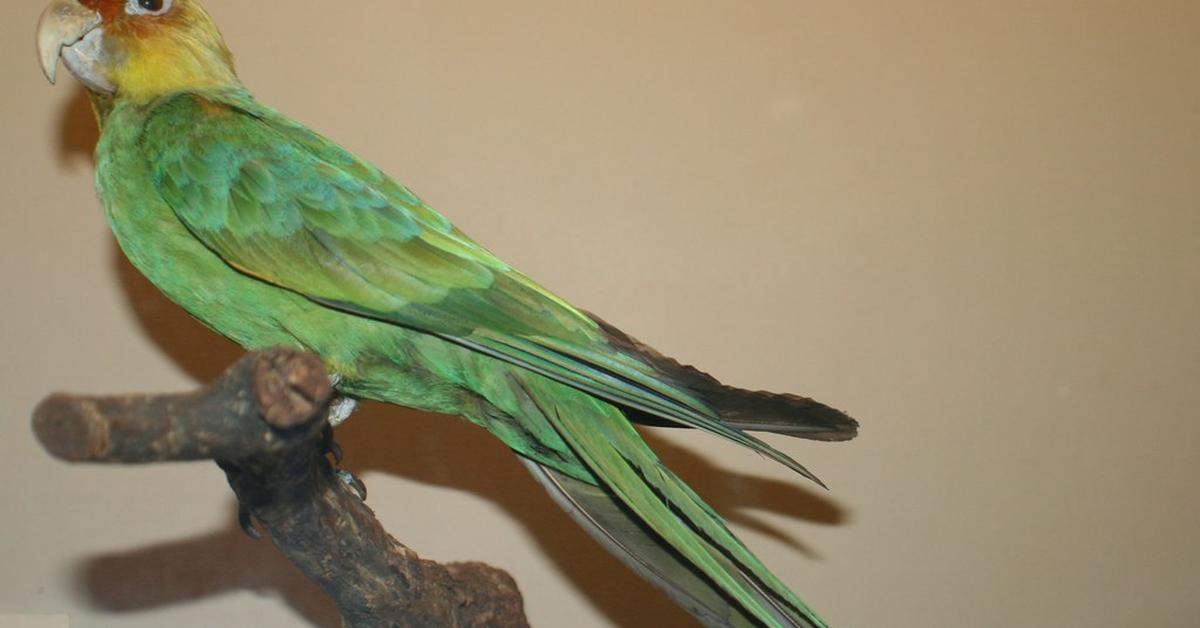 Portrait of a Carolina Parakeet, a creature known scientifically as †Conuropsis carolinensis.