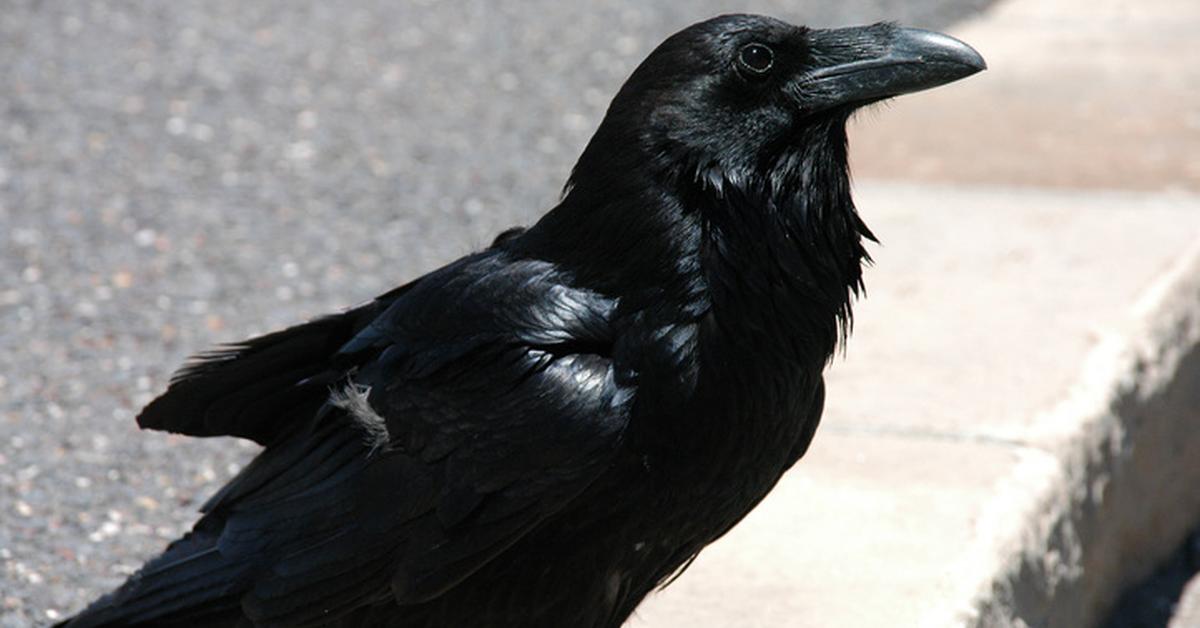 Natural elegance of the Common Raven, scientifically termed Corvus corax.