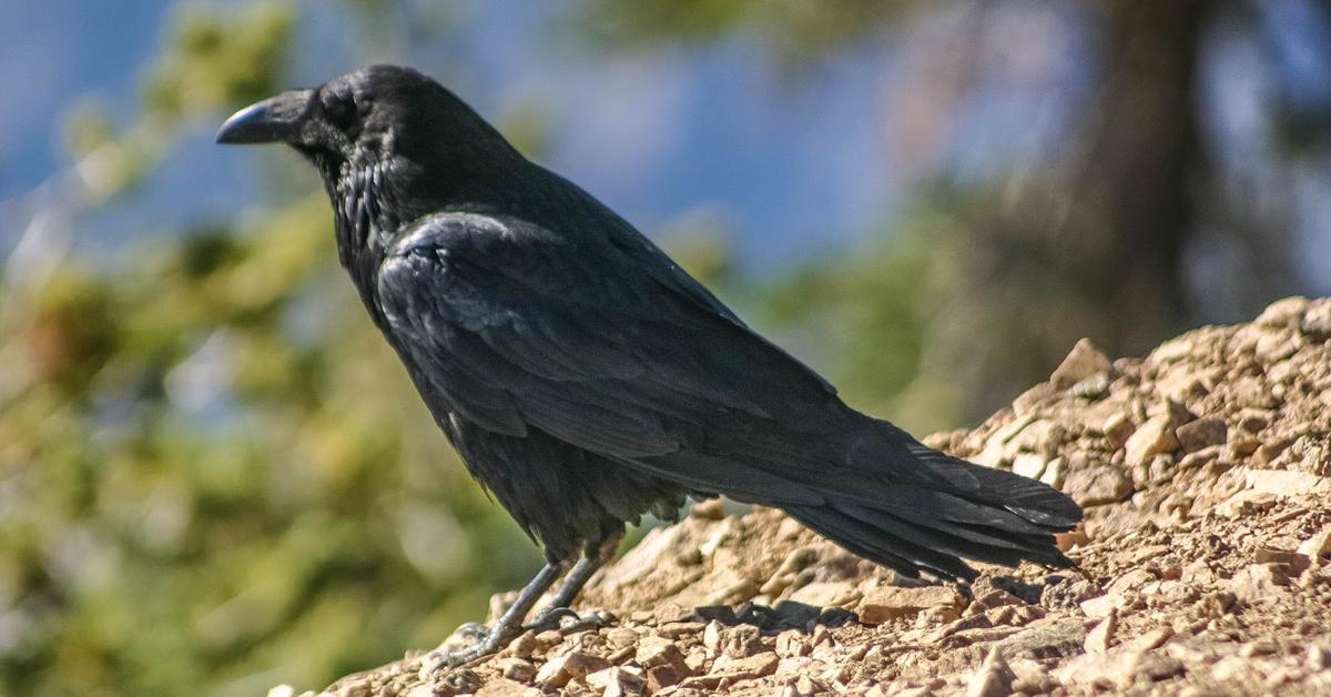 Portrait of a Common Raven, a creature known scientifically as Corvus corax.