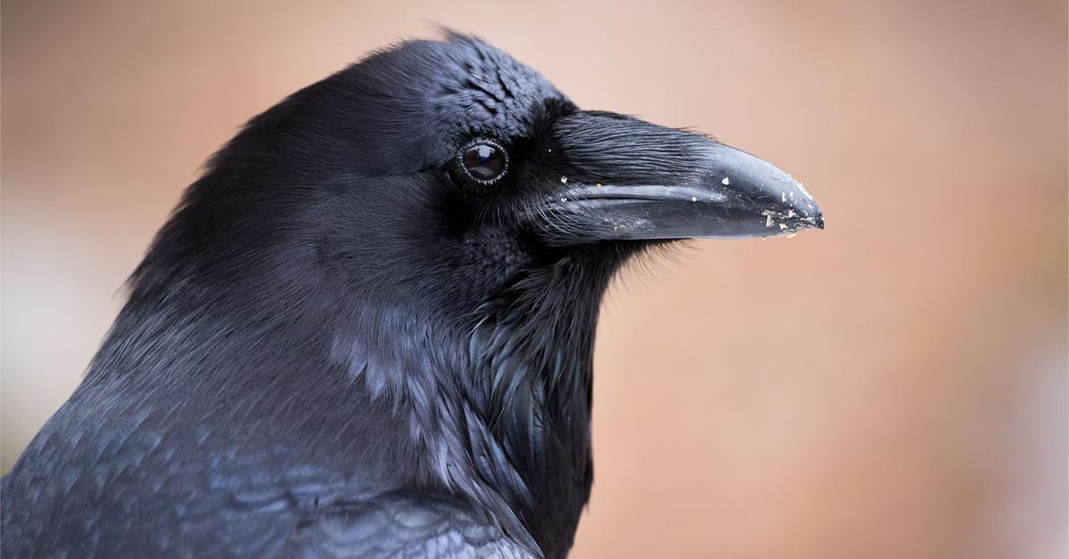 Insightful look at the Common Raven, known to Indonesians as Gagak Biasa.