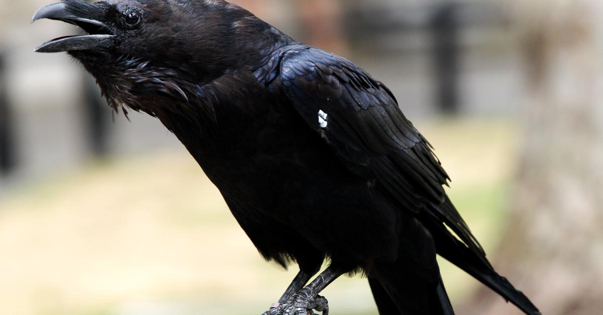 Close-up view of the Common Raven, known as Gagak Biasa in Indonesian.