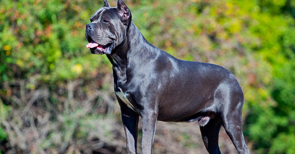 Elegant portrayal of the Cane Corso, also known as Canis lupus.