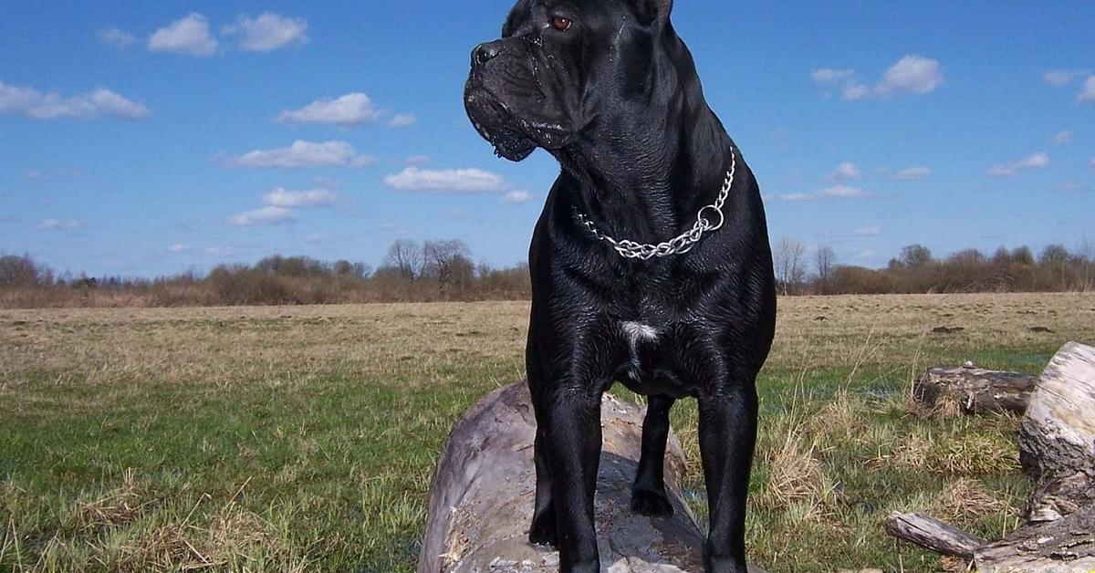 Distinctive Cane Corso, in Indonesia known as Cane Corso, captured in this image.