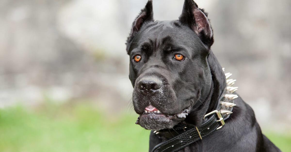 The Cane Corso, an example of Canis lupus, in its natural environment.