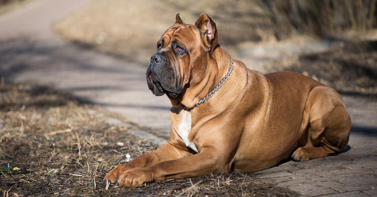 Elegant portrayal of the Cane Corso, also known as Canis lupus.